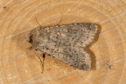 Bruine grasuil / Dotted Rustic (Rhyacia simulans)