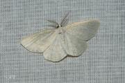 Bruine grijsbandspanner / Common Wave (Cabera exanthemata)