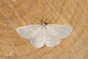 Bruine grijsbandspanner / Common Wave (Cabera exanthemata)