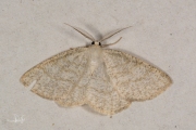 Bruine grijsbandspanner / Common Wave (Cabera exanthemata)