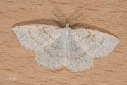 Bruine grijsbandspanner / Common Wave (Cabera exanthemata)