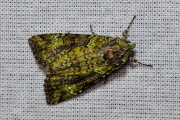 Bruine groenuil / Green Arches (Anaplectoides prasina)