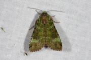 Bruine groenuil / Green Arches (Anaplectoides prasina)