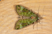 Bruine groenuil / Green Arches (Anaplectoides prasina)