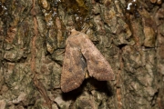 Bruine herfstuil / The Brick (Agrochola circellaris)