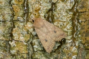 Bruine herfstuil / The Brick (Agrochola circellaris)