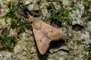 Bruine herfstuil / The Brick (Agrochola circellaris)