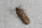 Bruine huismot / Brown House Moth (Hofmannophila pseudospretella)