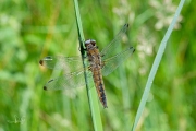 Bruine korenbout / Scarce Chaser (Libellula fulva)