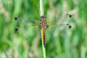 Bruine korenbout / Scarce Chaser (Libellula fulva)