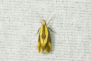 Bruine molmboorder (Harpella forficella), micro