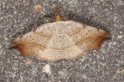 Bruine sikkeluil / Beautiful Hook-tip (Laspeyria flexula)