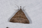 Bruine snuituil / Snout (Hypena proboscidalis)