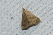 Bruine snuituil / Snout (Hypena proboscidalis)