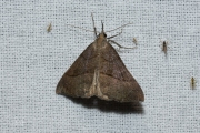 Bruine snuituil / Snout (Hypena proboscidalis)