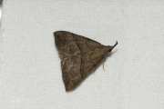 Bruine snuituil / Snout (Hypena proboscidalis)