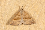 Bruine snuituil / Snout (Hypena proboscidalis)