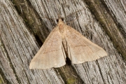 Bruine snuituil / Snout (Hypena proboscidalis)