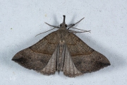 Bruine snuituil / Snout (Hypena proboscidalis)