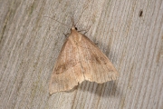 Bruine snuituil / Snout (Hypena proboscidalis)