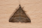 Bruine snuituil / Snout (Hypena proboscidalis)