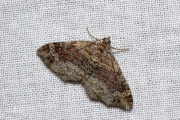 Bruine vierbandspanner / Red Twin-spot Carpet (Xanthorhoe spadicearia)