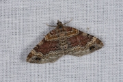 Bruine vierbandspanner / Red Twin-spot Carpet (Xanthorhoe spadicearia)