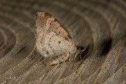 Bruine vierbandspanner / Red Twin-spot Carpet (Xanthorhoe spadicearia)