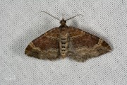 Bruine vierbandspanner / Red Twin-spot Carpet (Xanthorhoe spadicearia)