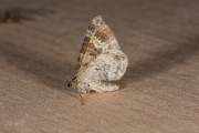 Bruine vierbandspanner / Red Twin-spot Carpet (Xanthorhoe spadicearia)