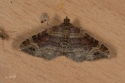 Bruine vierbandspanner / Red Twin-spot Carpet (Xanthorhoe spadicearia)