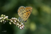 Bruine vuurvlinder / Sooty Copper (Lycaena tityrus)