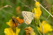 Bruine vuurvlinder / Sooty Copper (Lycaena tityrus)