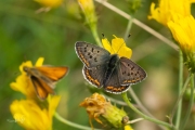 Bruine vuurvlinder / Sooty Copper (Lycaena tityrus)