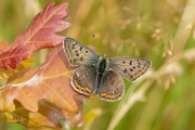 Bruine vuurvlinder / Sooty Copper (Lycaena tityrus)