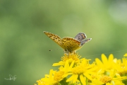 Bruine vuurvlinder / Sooty Copper (Lycaena tityrus)