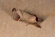 Bruine wapendrager / Chocolate-tip (Clostera curtula)