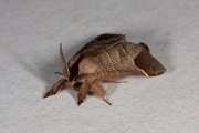 Bruine wapendrager / Chocolate-tip (Clostera curtula)