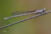 Bruine winterjuffer / Common Winter Damsel (Sympecma fusca)