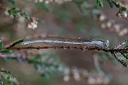 Bruine winterjuffer / Common Winter Damsel (Sympecma fusca)