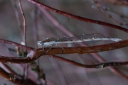 Bruine winterjuffer / Common Winter Damsel (Sympecma fusca)