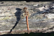 Bruinrode heidelibel / Common Darter (Sympetrum striolatum)