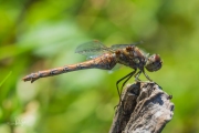 Bruinrode heidelibel / Common Darter (Sympetrum striolatum)