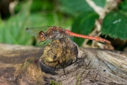 Bruinrode heidelibel / Common Darter (Sympetrum striolatum)