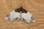 Brummelspanner / Beautiful Carpet (Mesoleuca albicillata)