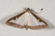 Buxusmot / Box Tree Moth (Cydalima perspectalis), micro