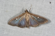 Buxusmot / Box Tree Moth (Cydalima perspectalis), micro