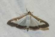 Buxusmot / Box Tree Moth (Cydalima perspectalis), micro