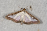 Buxusmot / Box Tree Moth (Cydalima perspectalis), micro