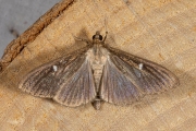 Buxusmot / Box Tree Moth (Cydalima perspectalis), micro